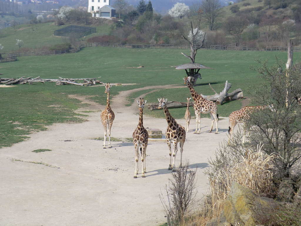 ZOO Praha III.