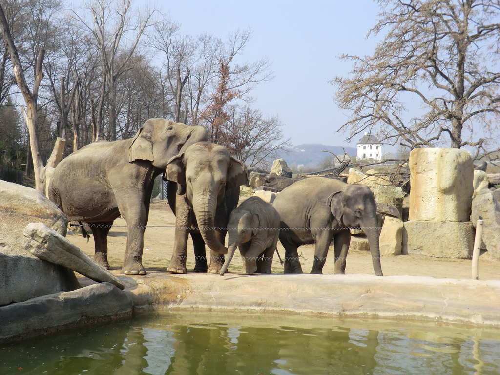 ZOO Praha V. - slon rodinka