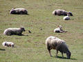 12 Cestou po lut projdme pastvinou s ovekami