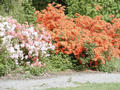 08 Park je pln v kvtnu kvetoucch rododendron a azalek