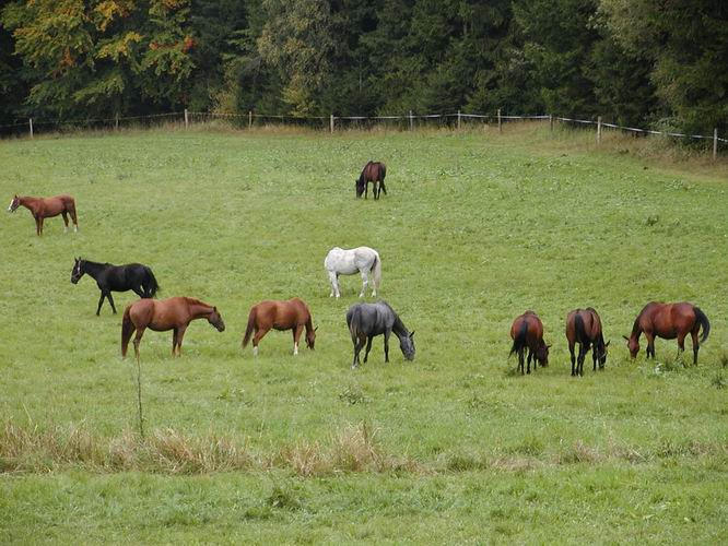 12 Okolo pastviny s bezhlavm blm konm