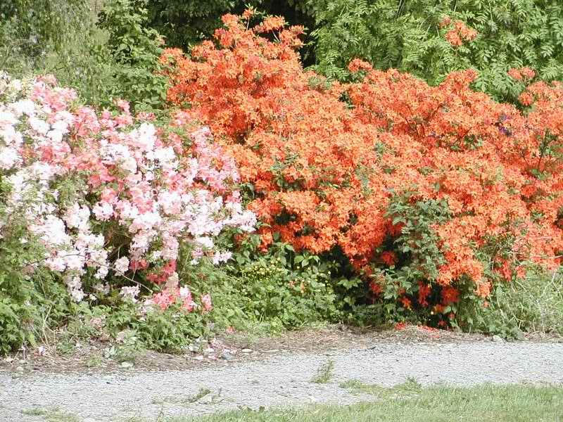 08 Park je pln v kvtnu kvetoucch rododendron a azalek