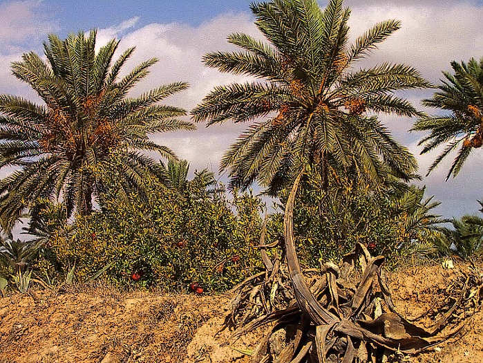 Djerba