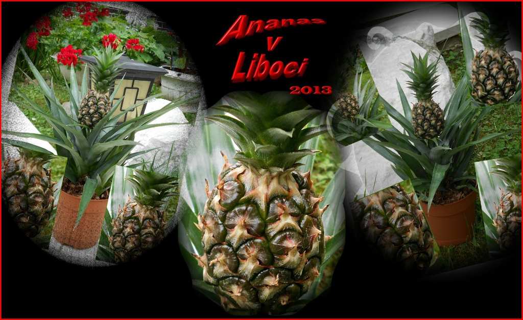 Ananas v Liboci. 25.7.2013