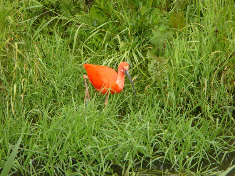 ibis