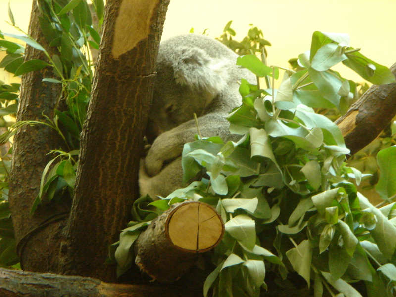 koala