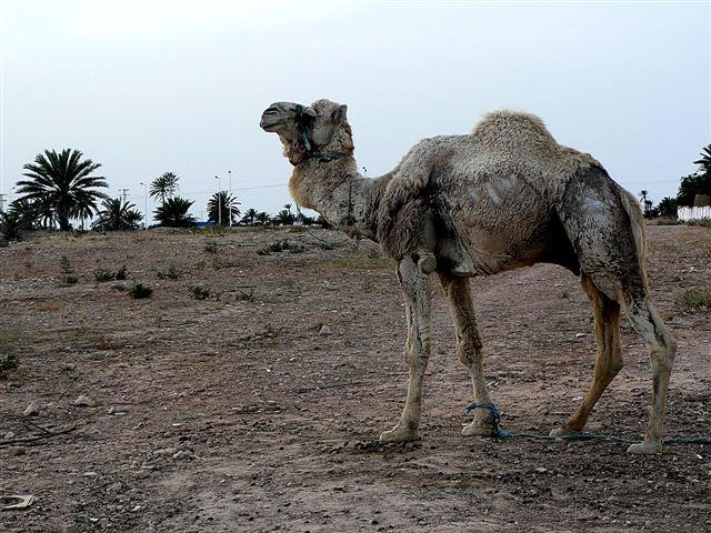 Djerba...