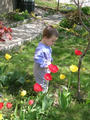 Aneka s tulipnama