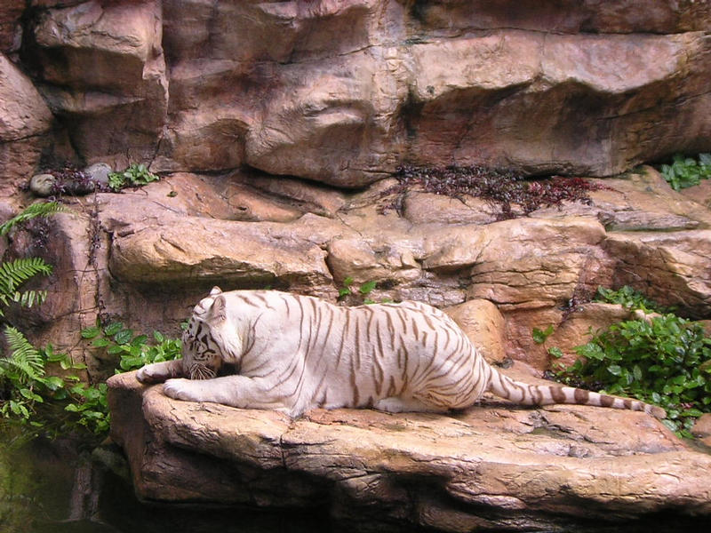 White tiger