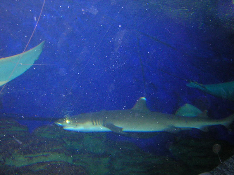 Underwater world, Sentosa Island, Singapore