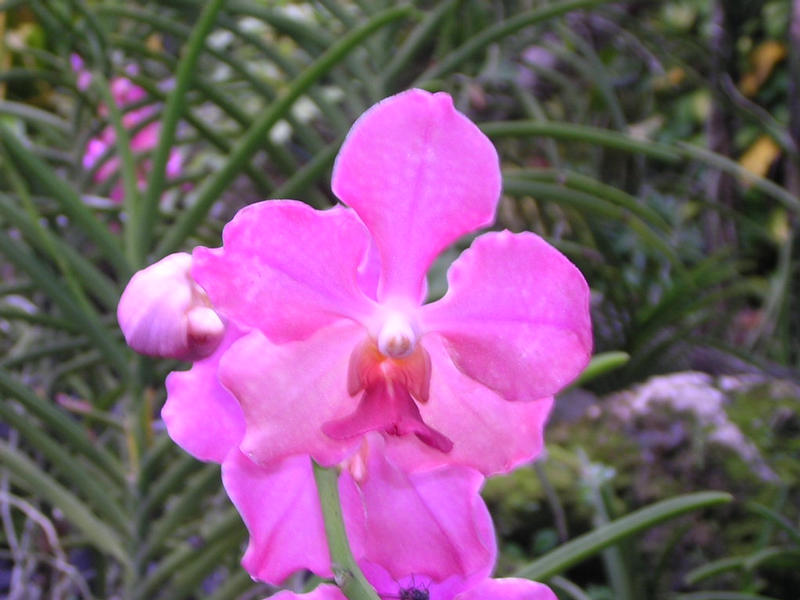 Orchid garden, Singapore