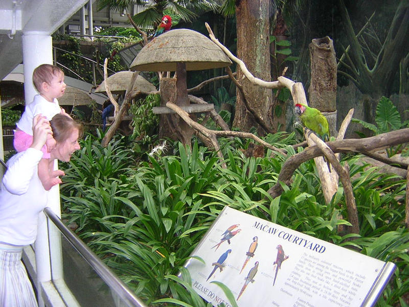 Macaws, Jurong Bird Park 