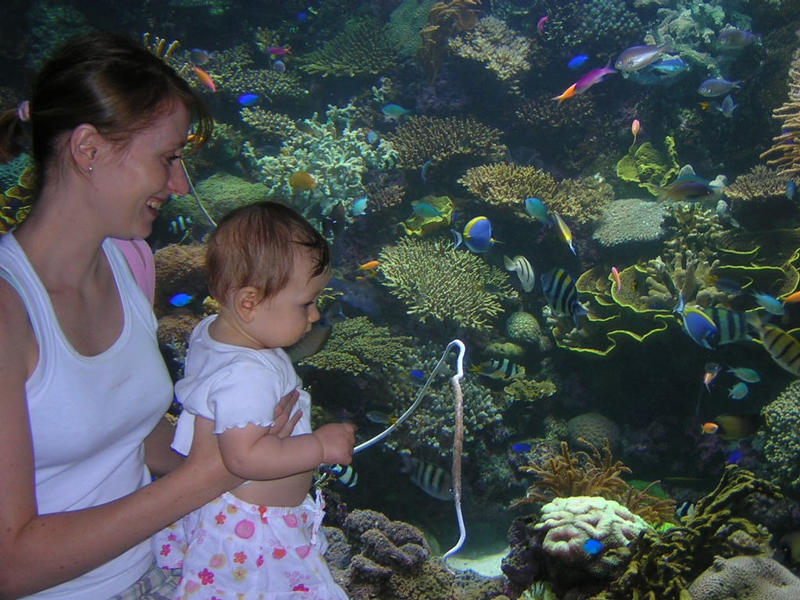 Coral reef, Underwater world Sentosa island