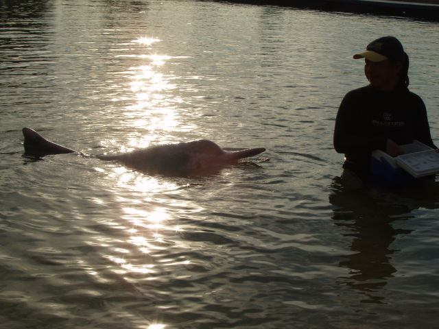 Dolphin Lagoon II