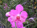 Orchid garden, Singapore