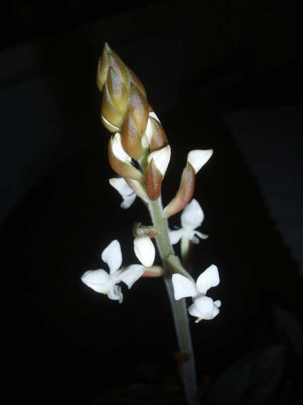 Orchidejka