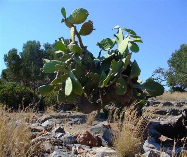 Elounda