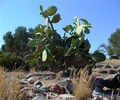 Elounda