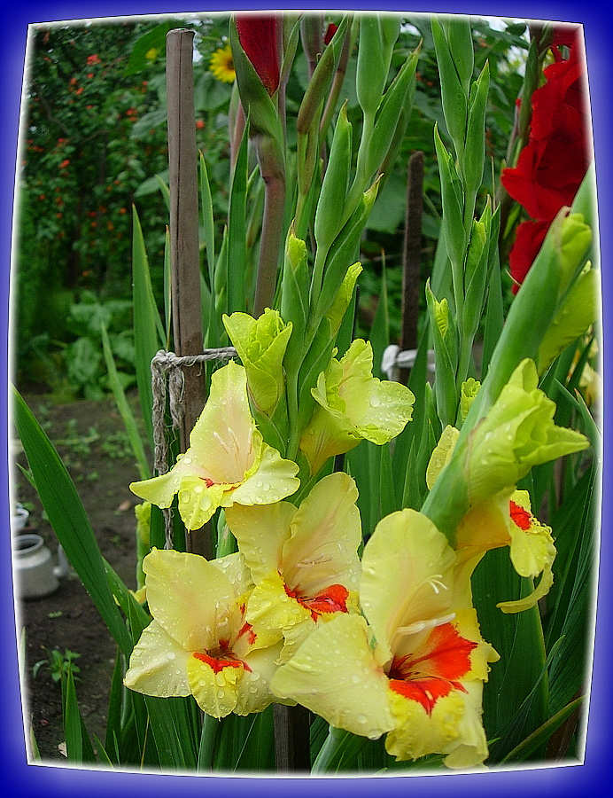 gladiola lut