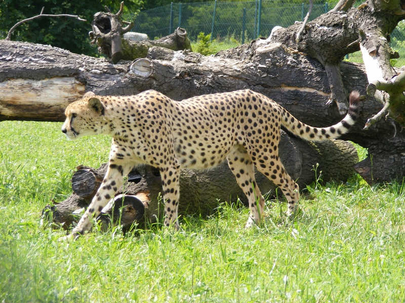 Gepard