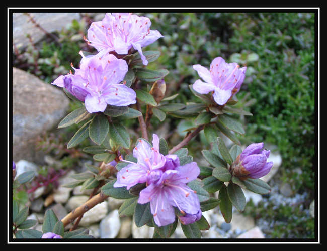 Rododendron