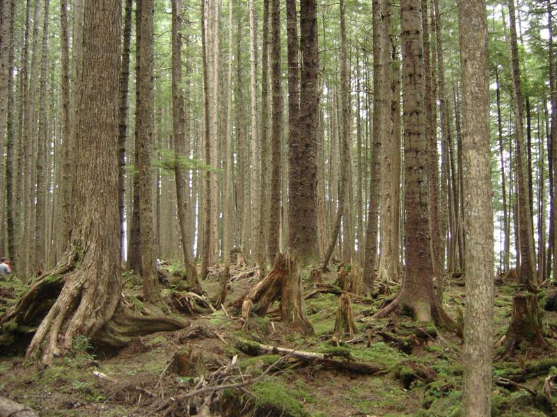 Icy Strait Point - destny les