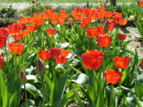 Tulipany