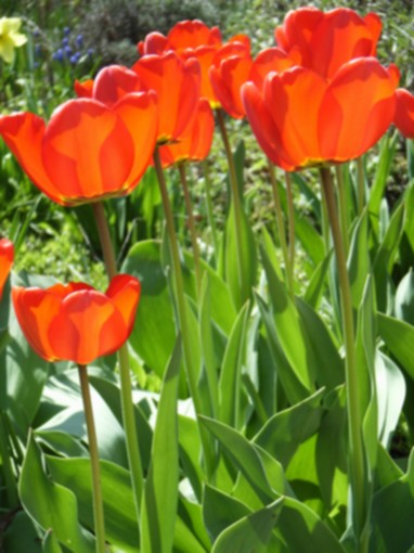 Tulipany