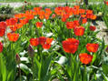 Tulipany