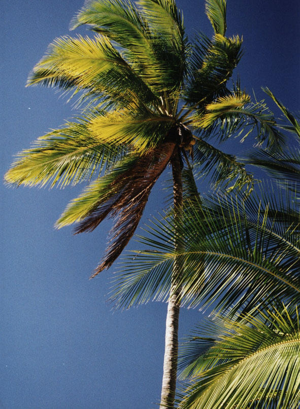 Palmy a jasn nebe nad Isla de Tortuga