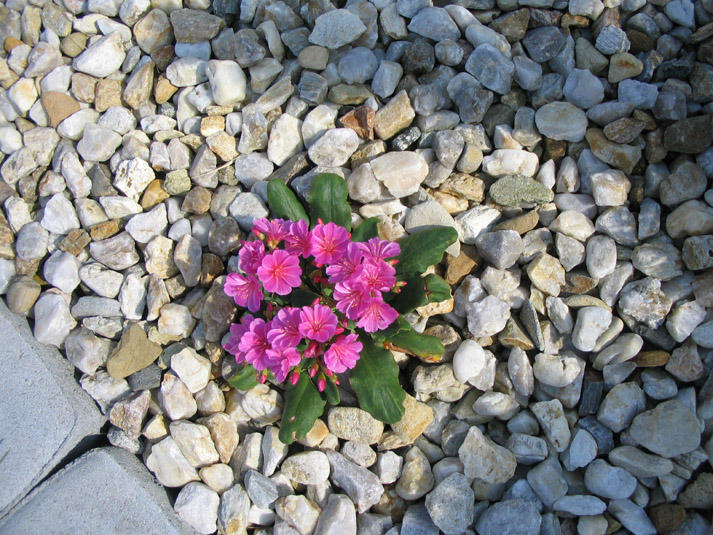 Kvetouc kameny - pvodn foto