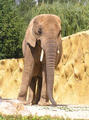 Slon - prava 2 (Sima)