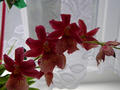 jedna z naich orchide