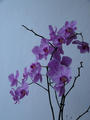 nae orchidea
