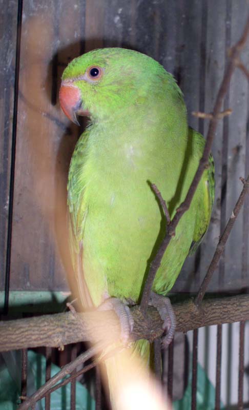 Papouek