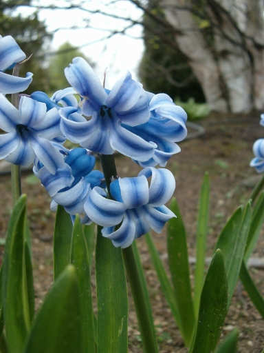 Hyacinty