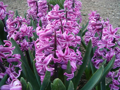 Hyacinty2