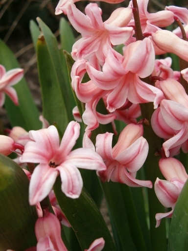 Hyacinty4