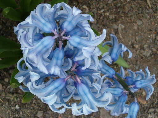 Hyacinty1