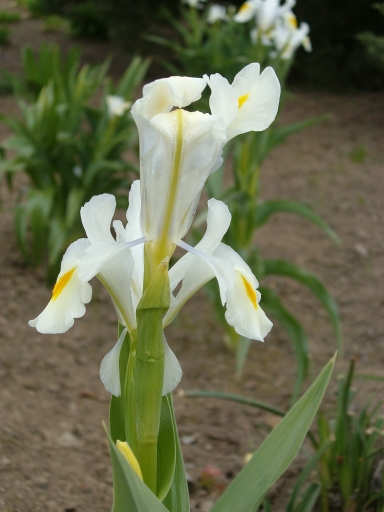 Iris bl