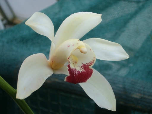 Orchidea