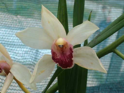 Orchidea1