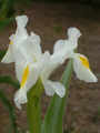 Bl iris