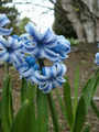 Hyacinty