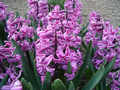 Hyacinty2