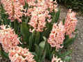 Hyacinty3