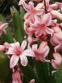 Hyacinty4