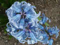 Hyacinty1