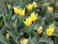 tulipny11