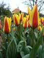 tulipny15